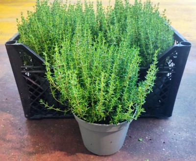 Foto Cassa da 6 Piante di Timo  Ordinabili anche Singolarmente Origine Italia 1