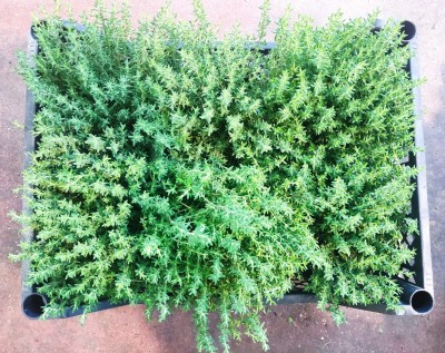 Foto Cassa da 6 Piante di Timo  Ordinabili anche Singolarmente Origine Italia 2