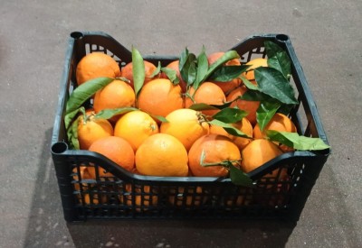 Foto Tarocco Calibro 4/6 Origine Italia Marchio Hilias  1