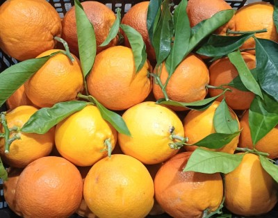 Foto Tarocco Calibro 4/6 Origine Italia Marchio Hilias  2