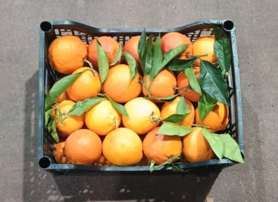 Foto Tarocco Calibro 4/6 Origine Italia Marchio Hilias  3