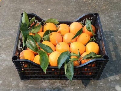 Foto Arance Tarocco Calibri 8/10  Origine Italia Marchio Hilias           1