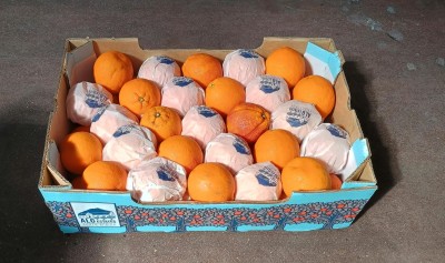 Foto Tarocco Calibro 50 Origine Sud Africa Marchio Agricola Gloria            1