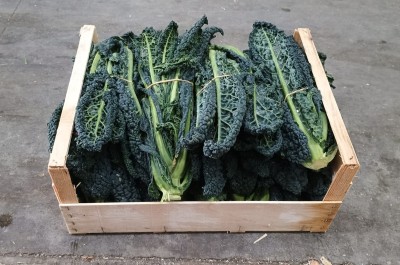 Foto Cavolo Toscano Origine Italia Marchio Capobianco 1