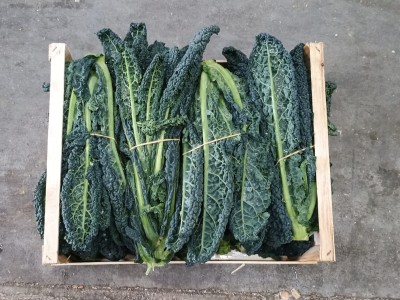 Foto Cavolo Toscano Origine Italia Marchio Capobianco 2