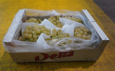 Foto Uva Bianca varietà Aledo Origine Spagna Marchio Delia        1