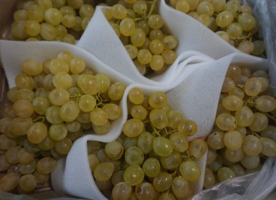 Foto Uva Bianca varietà Aledo Origine Spagna Marchio Delia        2