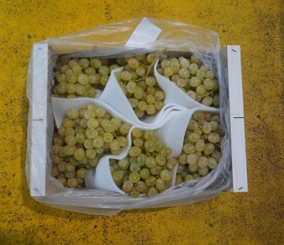 Foto Uva Bianca varietà Aledo Origine Spagna Marchio Delia        3