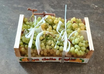 Foto Uva Bianca Varietà Vittoria  Origine Italia Marchio Uva Delle Puglie    1