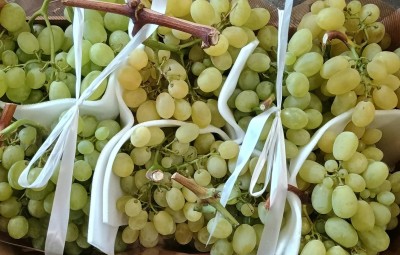 Foto Uva Bianca Varietà Vittoria  Origine Italia Marchio Uva Delle Puglie    2