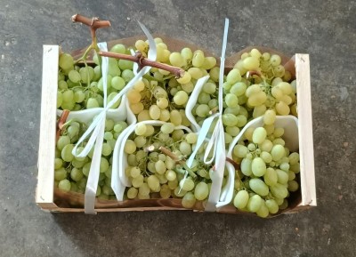 Foto Uva Bianca Varietà Vittoria  Origine Italia Marchio Uva Delle Puglie    3