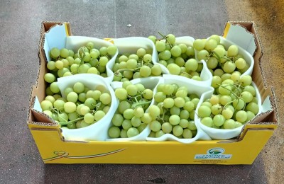 Foto Uva Bianca Varietà Senza Semi Origine Italia Marchio S,G          1