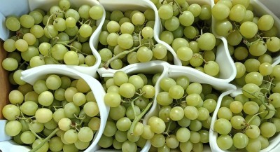 Foto Uva Bianca Varietà Senza Semi Origine Italia Marchio S,G          2