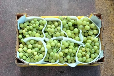 Foto Uva Bianca Varietà Senza Semi Origine Italia Marchio S,G          3