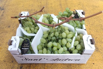 Foto Uva Bianca Vittoria Origine Italia Marchio Sant'Andrea 1