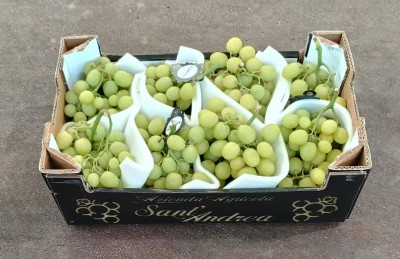 Foto Uva Bianca Varietà Autumn Crisp Origine Italia Marchio Sant'Andrea  1