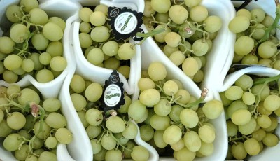 Foto Uva Bianca Varietà Autumn Crisp Origine Italia Marchio Sant'Andrea  2