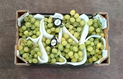 Foto Uva Bianca Varietà Autumn Crisp Origine Italia Marchio Sant'Andrea  3