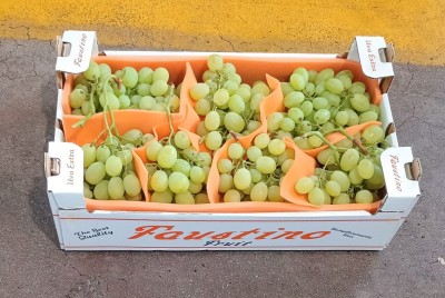 Foto Uva Bianca Varietà Vittoria Origine Italia Marchio Faustino  1
