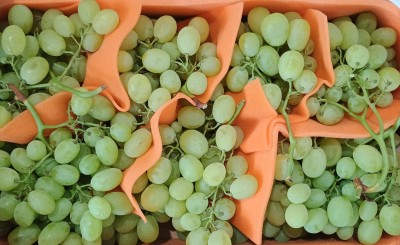 Foto Uva Bianca Varietà Vittoria Origine Italia Marchio Faustino  2