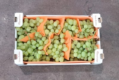 Foto Uva Bianca Varietà Vittoria Origine Italia Marchio Faustino  3