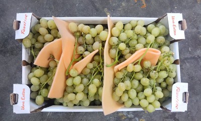 Foto Uva Bianca Origine Italia Marchio Faustino      2