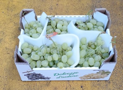 Foto Uva Bianca Varietà Vittoria Origine Italia Marchio Dolcezza D'Autore 1