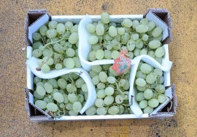 Foto Uva Bianca Varietà Vittoria Origine Italia Marchio Dolcezza D'Autore 3