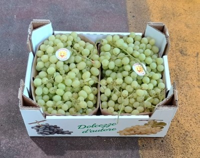 Foto Uva Bianca Varietà Baresana Origine Italia Marchio Dolcezza D'autore  1