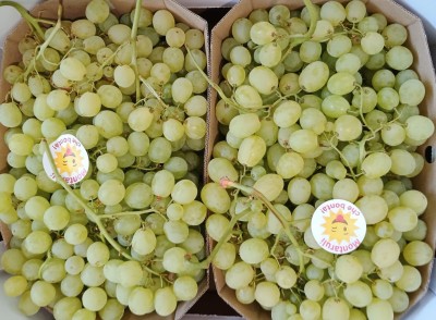 Foto Uva Bianca Varietà Baresana Origine Italia Marchio Dolcezza D'autore  2