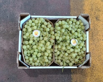 Foto Uva Bianca Varietà Baresana Origine Italia Marchio Dolcezza D'autore  3