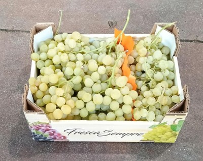 Foto Uva Bianca Varietà Italia Marchio Fresca Sempre    1