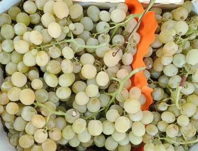 Foto Uva Bianca Varietà Italia Marchio Fresca Sempre    2