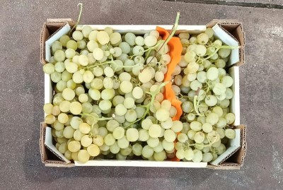 Foto Uva Bianca Varietà Italia Marchio Fresca Sempre    3