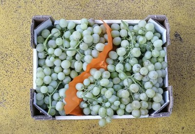 Foto Uva Bianca Origine Italia Marchio Fresca Sempre  3