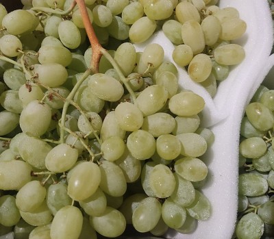 Foto Uva Bianca senza Semi Origine Italia Marchio Sant'Andrea 3