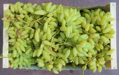 Foto Uva Bianca Varietà Pizzutella origine Italia  marchio Domizi Cesare  2