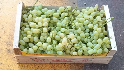 Foto Uva bianca varietà Vittoria origine Italia marchio Domizi Cesare  1