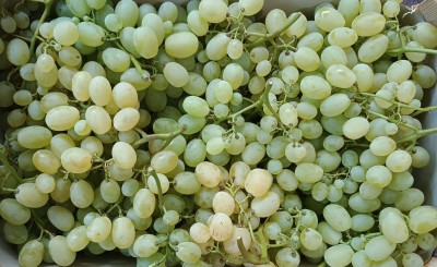 Foto Uva bianca varietà Vittoria origine Italia marchio Domizi Cesare  2