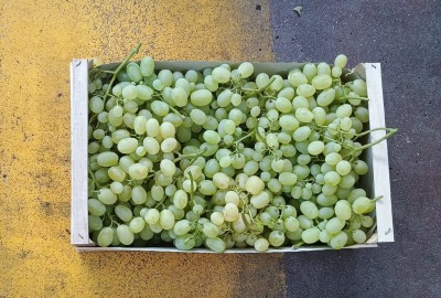 Foto Uva bianca varietà Vittoria origine Italia marchio Domizi Cesare  3