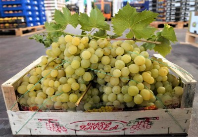 Foto Uva Bianca  varietà Italia Origine Italia Marchio Domizi  1