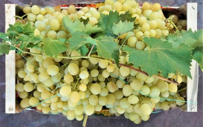 Foto Uva Bianca  varietà Italia Origine Italia Marchio Domizi  2