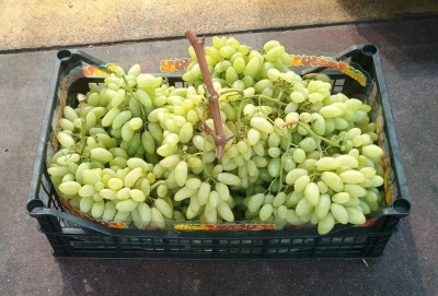 Foto Uva Bianca Varietà Pizzutella Origine Italia Marchio Domizi 1