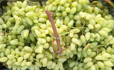 Foto Uva Bianca Varietà Pizzutella Origine Italia Marchio Domizi 2