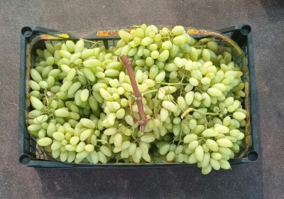 Foto Uva Bianca Varietà Pizzutella Origine Italia Marchio Domizi 3