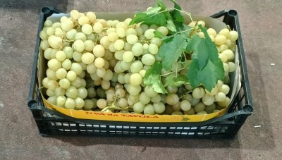 Foto Uva Bianca Varietà Italia Marchio Domizi 1