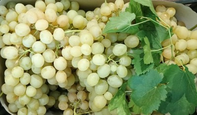 Foto Uva Bianca Varietà Italia Marchio Domizi 2