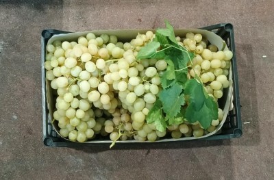 Foto Uva Bianca Varietà Italia Marchio Domizi 3