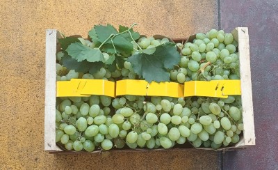 Foto Uva Bianca Varietà Vittoria Origine Italia Marchio Bonta Italiana           3