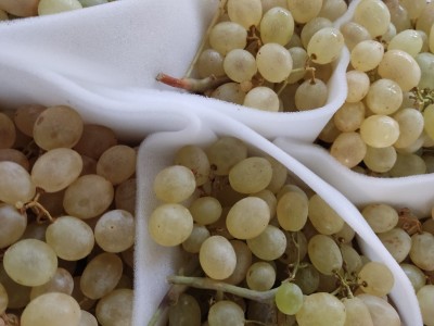 Foto Uva Bianca Aledo Origine Spagna Marchio Velasco 2